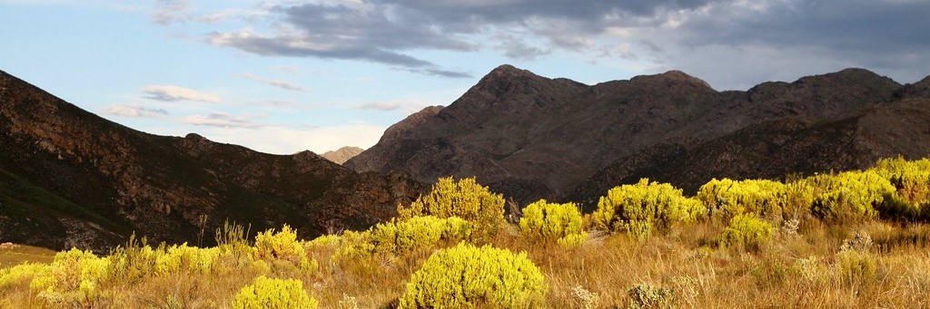 Swartberg_Flora_E Pos